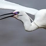 204A3896 Aigrette garzette